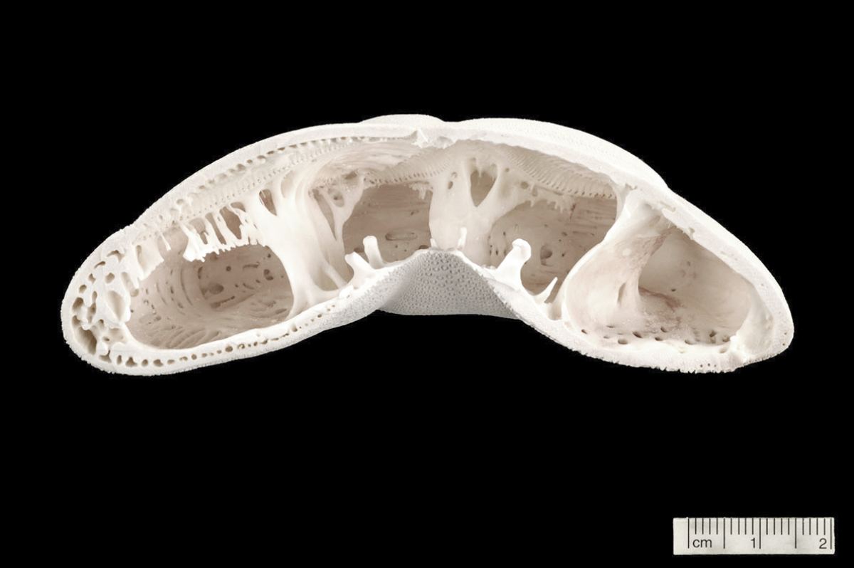ICD/ITKE Research Pavilion 2015–16: Sea urchin plate skeleton used as the biological model